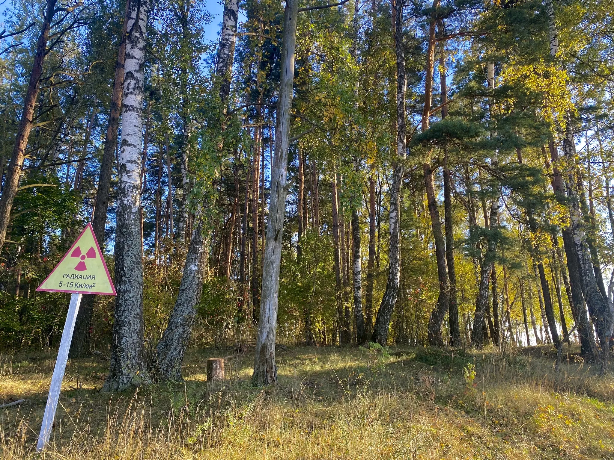 Форест брянск. Брянские леса. Брянские леса фото. Брянский лес (музей). Шемякинский лес Брянская обл.