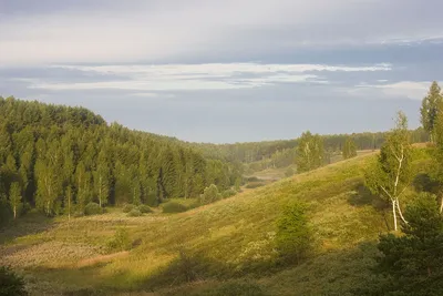 Брянский Лес