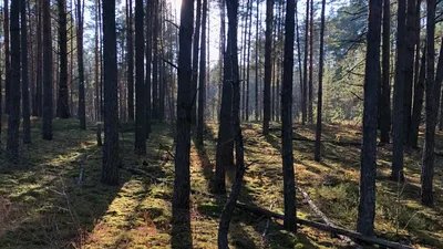 Небывалый «Брянский лес» | Журнал ОХОТА | Дзен