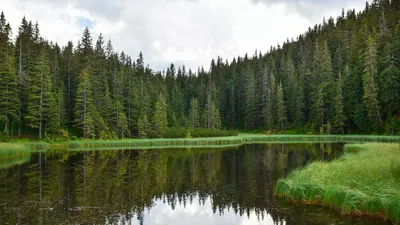 Инженер по лесопользованию из Брянской области обвиняется в незаконной  рубке леса на 14,4 млн рублей