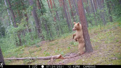 Дикий мир Брянского леса: кадры из фотоловушек | Природа и животные |  ОБЩЕСТВО | АиФ Брянск