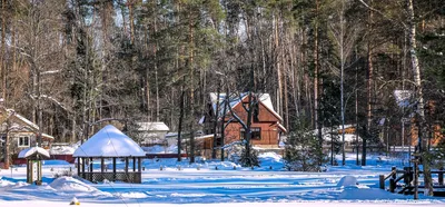 Брянский лес стал чище