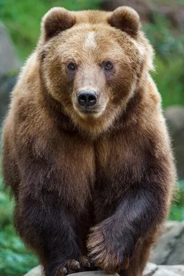 В Московском зоопарке рассказали о разгрузочных днях медведя Диксона