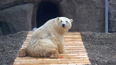 В Московском зоопарке объяснили темные пятна на бритых участках лап медведя  Диксона - Рамблер/новости