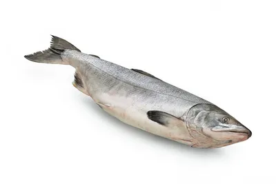 👏НОВИНКА- БРОТОЛА👏 📌Цена 370 р./кг. 📌Вес упаковки 6-6,5 кг. 📌Вес рыбки  300-500 гр., рыбка потрошёная , без головы, без хвоста… | Instagram