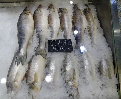 Нототения (океанический судачок) — Рыба — импорт из Аргентины