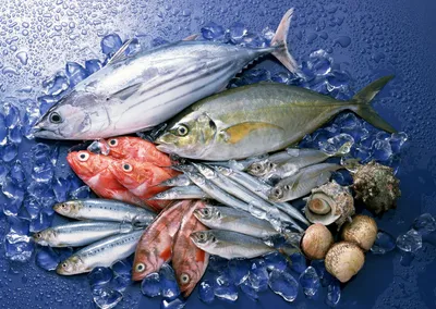 Рыбная продукция оптом в Мавритании - доска объявлений на Fishretail.ru