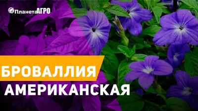 Брошь с янтарем \"Цветок броваллия\" (коньячный), арт. 800511438 — 1320 руб.  купить в каталоге интернет-магазина Лавка Подарков в Москве