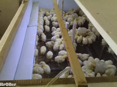 Выращивание бройлеров - Брудер на 150 - 200 шт. цыплят