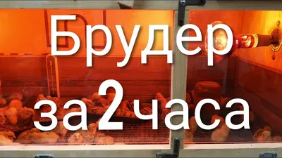 Брудер 77 РАЗБОРНЫЙ для птенцов купить в Санкт-Петербурге