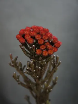 Бруния Альбифлора крашеная красная (Brunia Albiflora Red)