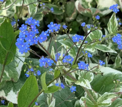 Бруннера крупнолистная Brunnera macrophylla 'Variegata' : С2/3 | Сибирские  газоны - Сибирские газоны