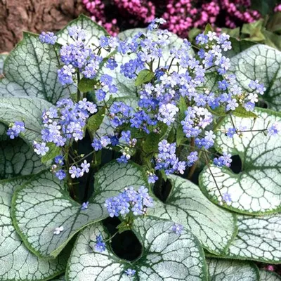 Бруннера крупнолистная (Brunnera macrophilla `Variegata`) - Бруннера  крупнолистная - Бруннера - Многолетники - Каталог - LESKOVO-PITOMNIK.ru