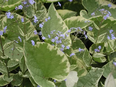 Бруннера крупнолистная (Brunnera macrophylla) - Бруннера - каталог  многолетников- Эко сад