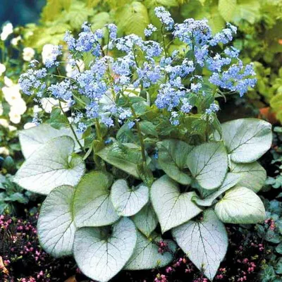 Бруннера крупнолистная Brunnera macrophylla 'Hadspen Cream' - купить  саженцы в Минске и Беларуси