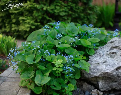 Бруннера крупнолистная Сильвер Харт (Brunnera Silver Heart) купить с  доставкой по Беларуси \"BuonRoza \"