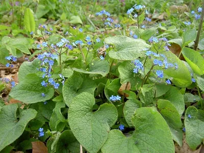 Бруннера крупнолистная \"Brunnera\" купить по цене 450 рублей от питомника  саженцев и растений Центросад | Фото и консультация по уходу