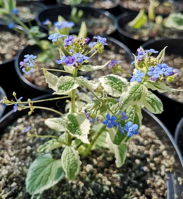 Бруннера крупнолистная (Brunnera macrophylla) купить, Бруннера крупнолистная  (Brunnera macrophylla) цена, Бруннера крупнолистная (Brunnera macrophylla)  недорого