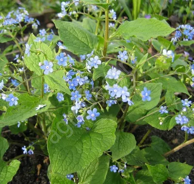 Бруннера крупнолистная Бетти Боуринг (Brunnera Betty Bowring) С1,5 —  Питомник Летний сад