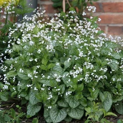 Бруннера крупнолистная (Brunnera macrophylla) — описание, выращивание, фото  | на LePlants.ru