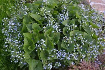 Бруннера крупнолистная (Brunnera macrophylla 'Variegata' - купить саженцы в  Минске и Беларуси