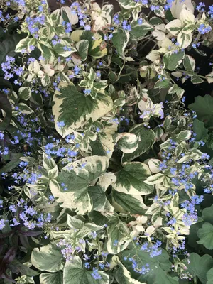 Бруннера крупнолистная Looking Glass Brunnera macrophylla Looking Glass -  купить сорт в питомнике, саженцы в Санкт-Петербурге