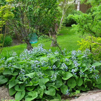 Бруннера крупнолистная (Brunnera macrophilla) - «Гигантская незабудка - бруннера  крупнолистная. Уход и агротехника. Что посадить на участке с застоем воды?  » | отзывы