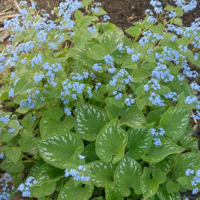 Бруннера крупнолистная / Brunnera macrophylla