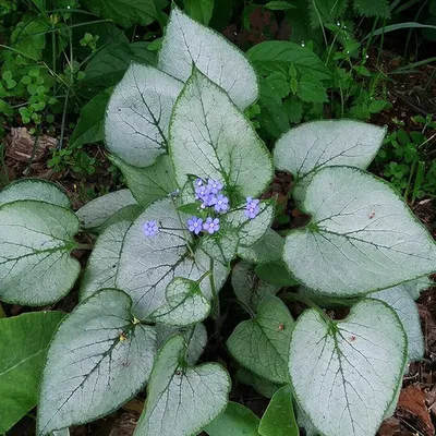 Бруннера крупнолистная 'Langtrees' (Brunnera macr. 'Langtrees')