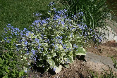 Бруннера крупнолистная Лэнгтриз (Brunnera macrophylla Langtrees) купить с  доставкой по Беларуси \"BuonRoza \"