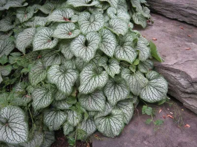 Бруннера крупнолистная (Brunnera macrophylla)