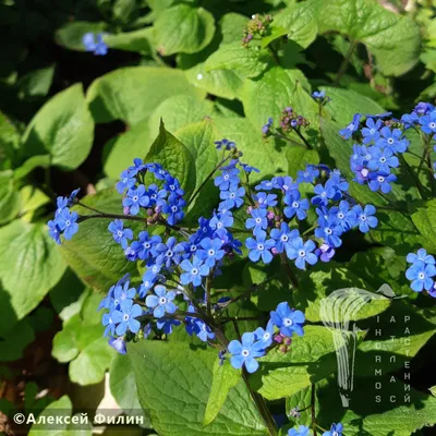 Бруннера крупнолистная Brunnera macrophylla 'Silver Heart' : С2/3 |  Сибирские газоны - Сибирские газоны