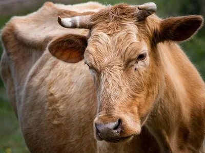 Бруцеллез у коров фото фото