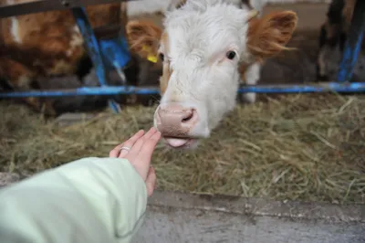 Бруцеллез в Карагандинской области: в регионе зарежут свыше двух тысяч коров  | Kazakhstan Today