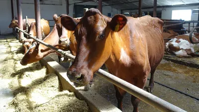 В Татарстане из-за новой вспышки бруцеллеза уничтожат 5,5 тыс. коров — РБК
