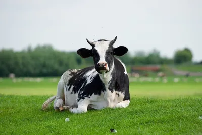 В Знаменске Астраханской области у коров обнаружен бруцеллёз | Радиостанция  «Южная Волна»