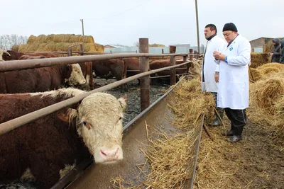 В Крыму локализовали очередной очаг бруцеллеза - РИА Новости Крым,  28.02.2023