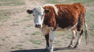 У астраханских коров обнаружен опасный бруцеллез