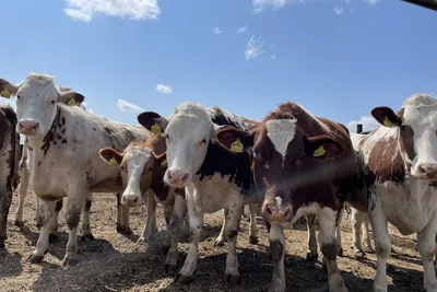 Коровы в Татарстане заразились бруцеллезом. Его не было уже 30 лет —  Новости Казани и Татарстана - Inkazan