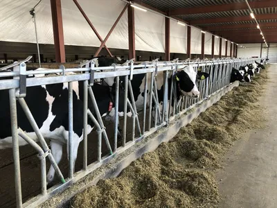 В Тамбовской области выявлен новый случай бруцеллёза у коров | ИА  “ОнлайнТамбов.ру”