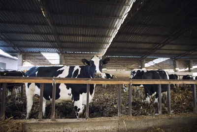 Впервые за 20 лет в Крыму выявлена крупная вспышка бруцеллеза у коров