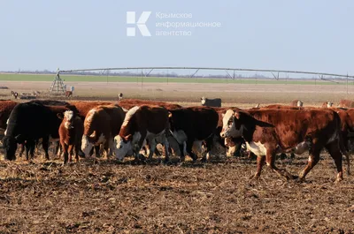 Опаснейшую болезнь нашли у коров под Волгоградом
