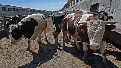 В хозяйство, где выявили бруцеллез, весной завезут новое поголовье коров —  РБК