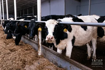 Бруцеллёз выявили у коров в одном из хозяйств Бурятии | АиФ-Бурятия | Дзен