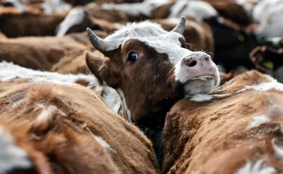 В Крыму у 64 коров подозревают бруцеллез
