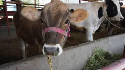 Бруцеллез в Карагандинской области: в регионе зарежут свыше двух тысяч коров  - Телеканал «Астана»
