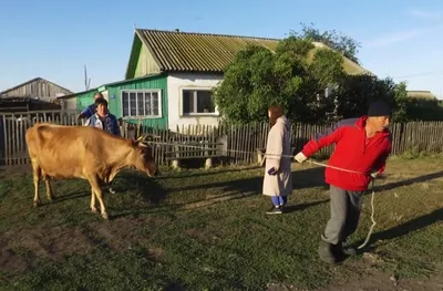 Бруцеллез. Поражаемые виды, патогенез, клинические признаки, лечение