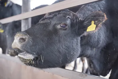 Через Волгоград провезут более 200 коров с опасной инфекцией для  уничтожения в Астрахани - 12 марта 2020 - v1.ru