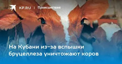 В Волгоградской области 17 коров заразились бруцеллезом - KP.RU