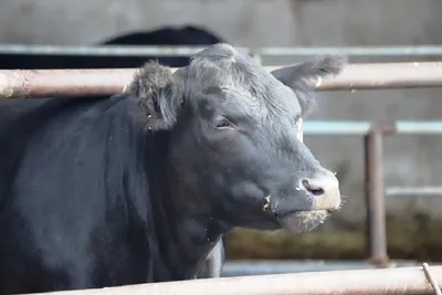 В Адыгее ликвидируют очаг бруцеллеза крупного рогатого скота